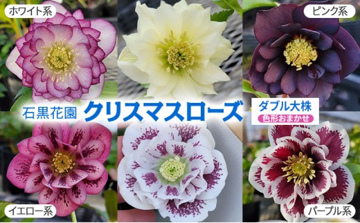 
                  【数量限定】北海道芦別市 石黒花園 クリスマスローズ ダブル 大株 色・形おまかせ[№5342-0341]
                