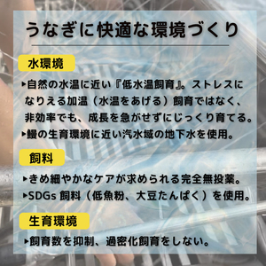 数量限定 国産 鰻 土佐はちきん うなぎ 蒲焼 きざみ 3袋 300g  | 無投薬 特上 極上 贈答 南国市