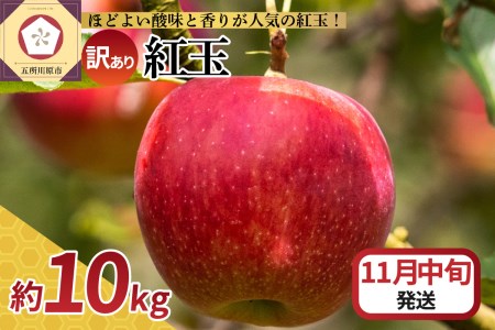 【2025年11月中旬発送】【訳あり】 りんご 10kg 紅玉 アップルパイ に最適 青森 不揃い