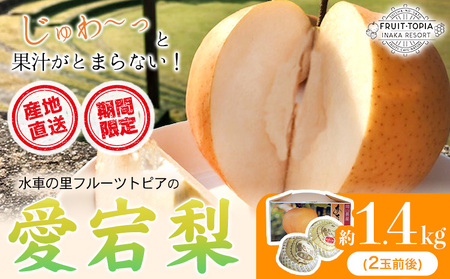 梨【2026年発送先行予約】 産地直送 愛宕梨 約1.4kg