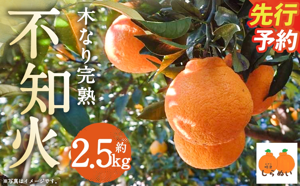 【数量限定】 少量オススメ！木なり 完熟不知火 約2.5㎏【2027年3月上旬～4月上旬発送開始予定】 フルーツ 蜜柑 柑橘 果物 不知火