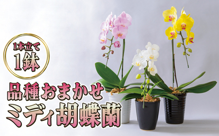 胡蝶蘭ミディ品種おまかせギフト胡蝶蘭【1本立て1鉢】