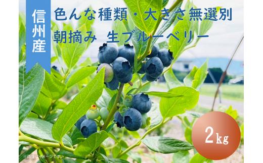 3902 信州産 新鮮朝摘み 生ブルーベリー（色んな種類・大きさ無選別）2㎏