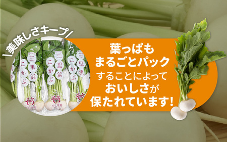 【期間限定】福井県坂井市三国町 村上農園産 小かぶ5パック入り（2玉×5袋）【かぶ カブ 蕪 野菜 鍋 新鮮 産地直送 贈答 ギフト】 [B-16501]