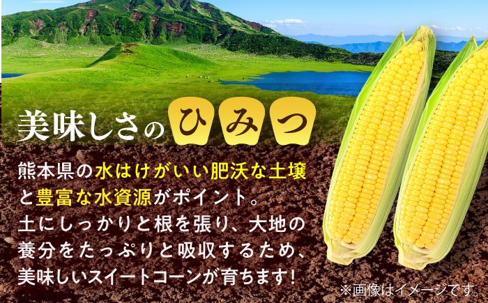 とうもろこし スイートコーン(プレミアム味来) 約4kg（10～11本）