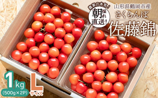 【令和7年産先行予約】 鶴岡市産 佐藤錦 Lサイズ バラ詰め 1kg(500g×2P) さくらんぼ　大膳農園