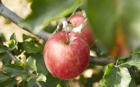 100％ストレートりんご果汁 180ml×10本セット 化粧箱入り 【 りんご リンゴ ジュース 飲料 ギフト 贈答品 】