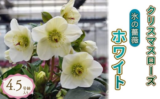 花 クリスマス ローズ 冬の貴婦人 氷の薔薇ホワイト 白 開花株 4.5号 冬 季節 ガーデン ガーデニング 庭 贈答 プレゼント ギフト クリスマスローズ 植物 オンライン決済限定