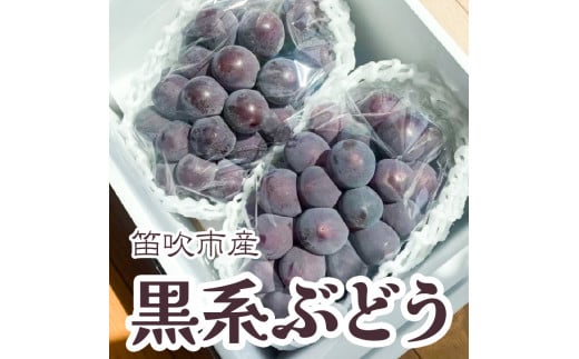 ＜25年発送先行予約＞黒系ぶどう2房(合計1kg程度) 229-005