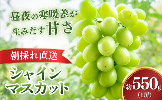 シャインマスカット【2026年9月上旬より順次発送・先行受付】【訳あり】もてぎ育ちのシャインマスカット 約550g（1房）| シャインマスカット しゃいんますかっと ぶどう 葡萄 ブドウ フルーツ 果物 ギフト 贈り物 もてぎプラザ 栃木県 茂木町