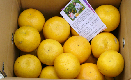 河内晩柑 9kg （M～5L） 【家庭用】 大容量 ばんかん バンカン 晩柑 夏文旦 みかん 柑橘