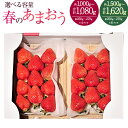 【ふるさと納税】【選べる 容量】春のあまおう 2L・2A・G規格以上 合計約1000～1080g／1500～1620g 1パック約250～270g 4パック／6パック あまおう いちご 苺 イチゴ ストロベリー ベリー フルーツ くだもの 果物 旬 冷蔵 国産 九州 【2025年3月上旬～4月下旬発送予定】