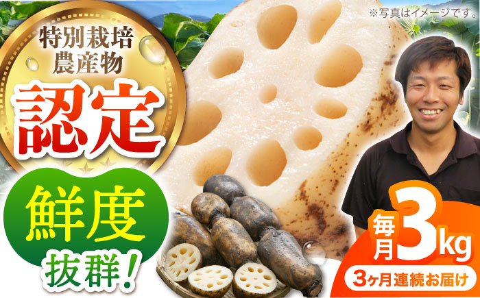 
            【先行予約】【全3回定期便】＜地元江北町産＞ 泥付き 蓮根 3kg【百武青果】 [HAE012]
          