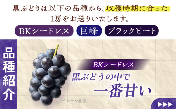 【先行予約/数量限定】＜8月下旬より発送開始＞農家さんおまかせ黒ぶどうとシャインマスカット 各種１房ずつ（500～650g）【五反田農園】[OBW004] / ぶどう 黒ぶどう シャインマスカット し