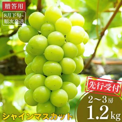 ふるさと納税 三条市 先行受付 シャインマスカット 1.2kg 果物 新潟県 三条市産 [小林農園]【013P027】