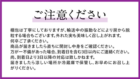 「 クイーンニーナ 」「 シャインマスカット 」「 ピオーネ 」の3色 詰め合わせ ( 種なし ) 約 1.6kg 各 1房 ご家庭用 【茨城県共通返礼品/石岡市】 葡萄 ブドウ しっかり 歯ごたえ 