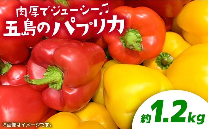 
            【肉厚パプリカ】五島のパプリカ 約1.2kg 五島市/HPIファーム [PCP007] 野菜 やさい 国産 新鮮 緑黄色野菜 産地直送 とれたて
          