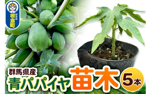 果物 苗 青パパイヤ 苗木 5本 群馬県板倉町 3寸ポット