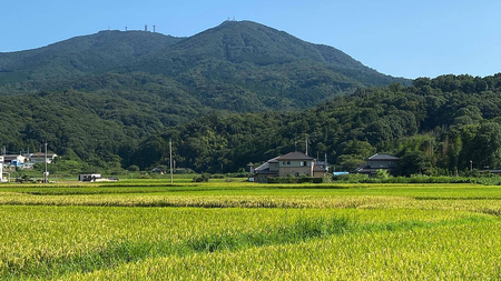 《 令和7年産 先行予約 》 コシヒカリ 「幻の米 羽鳥米」 3kg (3kg × 1袋) 筑波北麓秘蔵米 お米 ごはん 精米 コメ 白米 国産 茨城県 桜川市 限定 期間限定 数量限定 銘柄米 [A