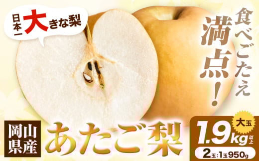 梨　H-36a　岡山県産 あたご梨　大玉2個入り（1玉950g以上）令和7年産先行受付《11月下旬-12月中旬頃出荷》