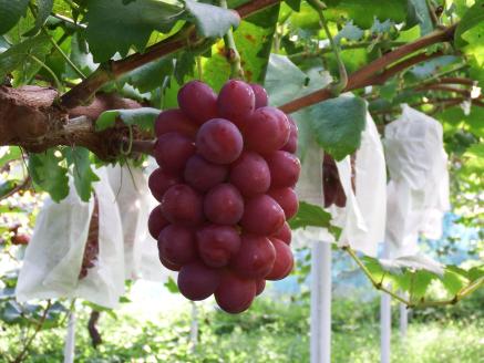 岡山県産 マスカットビオレ 1.3kg以上 ＜10月中旬から11月中旬発送＞ _A19 1.3kg以上