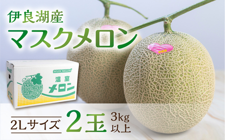 先行予約 伊良湖産 マスクメロン 2玉 2Lサイズ 2026年6月下旬から8月中旬 順次発送 箱詰め メロン フルーツ 果物 お取り寄せメロン 渥美半島メロン 田原市 産地直送メロン 大玉メロン