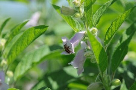 宮崎県三股町産ごま！＜みまたんごま 四種セット＞(4種)ごま油、練りごま、煎りごま、胡麻ふりかけ【A-1401-sm】【しも農園】