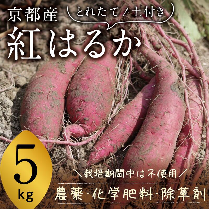 【ふるさと納税】京都府産　サツマイモ (紅はるか) 5kg　栽培期間中農薬・化学肥料・除草剤不使用　お届け：12月中旬頃～2月中旬頃