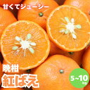 【ふるさと納税】【先行予約】晩柑 紅ばえ 選べる容量【2025年1月上旬以降順次発送】 / 和歌山県 田辺市 みかん 晩生 柑橘