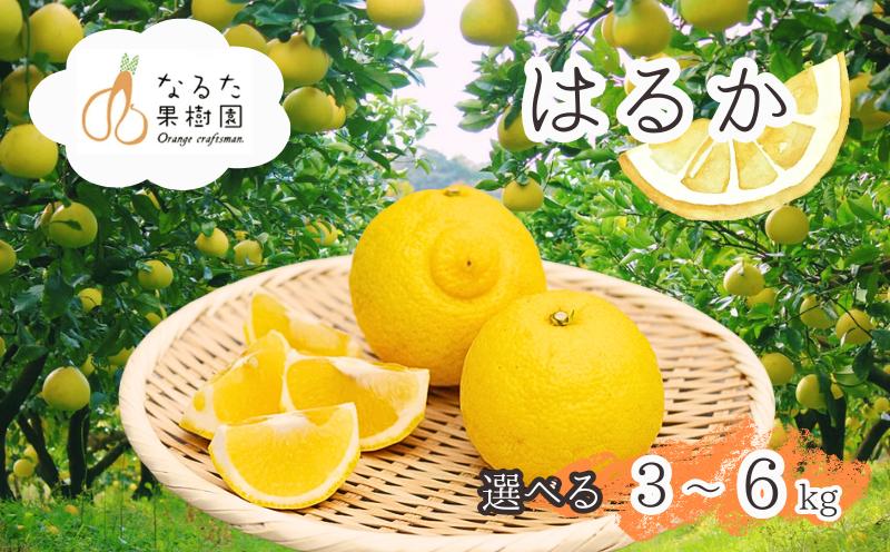 
                  フルーツ先行予約 ＼数量・期間限定／ 奇跡の柑橘 クセになる甘み 成田果樹園のはるか 選べる3kg～6kg (ご家庭用) はるか 柑橘 果物 フルーツ ご家庭用 みかん ミカン 3kg 6kg 柑橘類 家庭用 成田果樹園 オンラインワンストップ 申請 対応 10000円 10000円の品 15000円 15000円の品 人気 おすすめ 返礼品 ［naruta-haruka-oya］
                