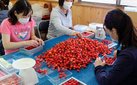 山形産 大粒さくらんぼ 紅てまり 特選 バラ詰め 約600g 【令和6年産先行予約】FU21-807