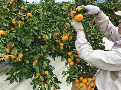 ちょっと 傷あり 極早生 有田 みかん M～SS サイズ 2kg 手さげ箱 南泰園 和歌山 有田みかん