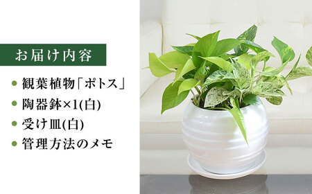 観葉植物ポトス オウゴンカズラ 3種 ボール形(白) 観葉植物 [ACYK007]