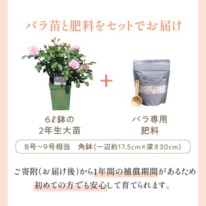 【イングリッシュローズ】デビッド・オースチン ロアルド・ダール 6L鉢苗（バラ専用肥料付）【025D-052】