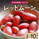 【ふるさと納税】【2025年先行予約】＜選べる＞ 沖永良部産 じゃがいも レッドムーン 小粒 サイズ 5kg or 10kg 芋 野菜 期間 数量 限定 希少 肉じゃが カレー ポテト 甘い ねっとり ほっくり よるとも 盛山マンゴー園 鹿児島 知名町 おすすめ ランキング プレゼント ギフト