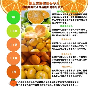 【10月発送】有田育ちのご家庭用完熟 有田みかん 3kg＋200g（傷み補償分）【ard194B-10】