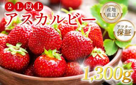 いちご 1,300g 2L以上 アスカルビー 【いちご】