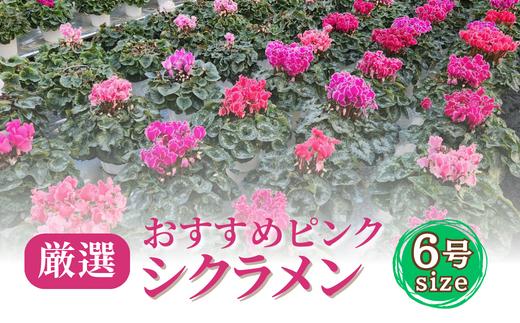 【期間限定】シクラメン おすすめピンク 6号鉢 1鉢 | 花 シクラメン 鉢植え 生花 ギフト フラワーギフト 贈答 園芸 ガーデニング 久喜市 埼玉県