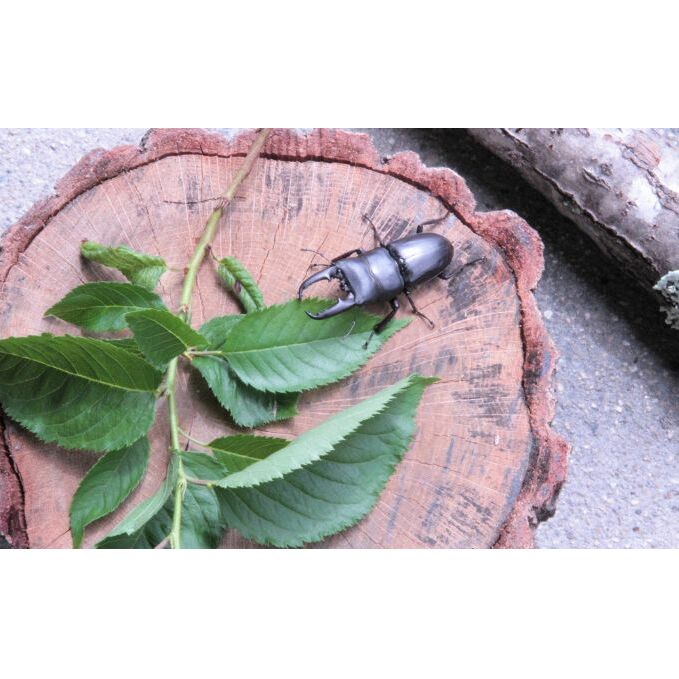 【配送期間は2025年6月下旬~8月上旬に随時配送】ヒラタクワガタ(成虫)オスメス1ペア飼育セット付_イメージ2