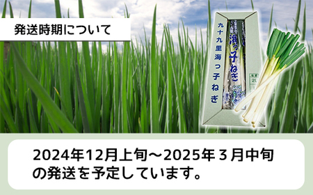 【先行予約】【12月上旬から発送】九十九里の潮風と太平洋の海水で育てたブランドネギ 九十九里海っ子ねぎ 約5kg SMBQ002