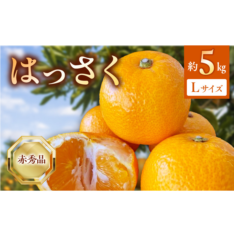 【2027年先行受付】はっさく 赤秀品 Lサイズ 5kg ※着日指定不可 _BF6067