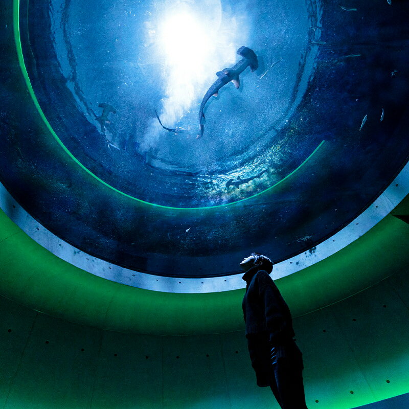 【ふるさと納税】四国水族館 ＜大人＞ペア入館券＋ガイドツアー［限定20組］ チケット 入場券 優待券 FAH-0152