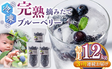 【2025年8月中旬より順次発送】【先行予約】【全3回定期便】冷凍ブルーベリー 計1.2kg ( 400g × 3パック ) 熊本県産 山都町産 ブルーベリー フルーツ スムージー 果物 小分け 国産【清和の恵み工房】[YAA004]