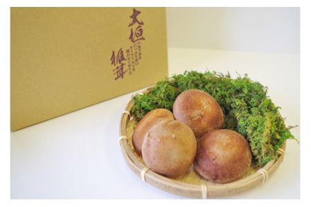 大垣椎茸　肉厚・ジューシー　1kg