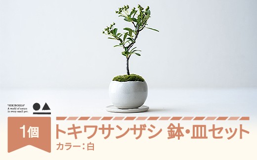 【鉢皿色・白】 トキワサンザシ 常盤山査子  盆栽 植物 石木花 sw-botkx380 ※沖縄・離島への配送不可