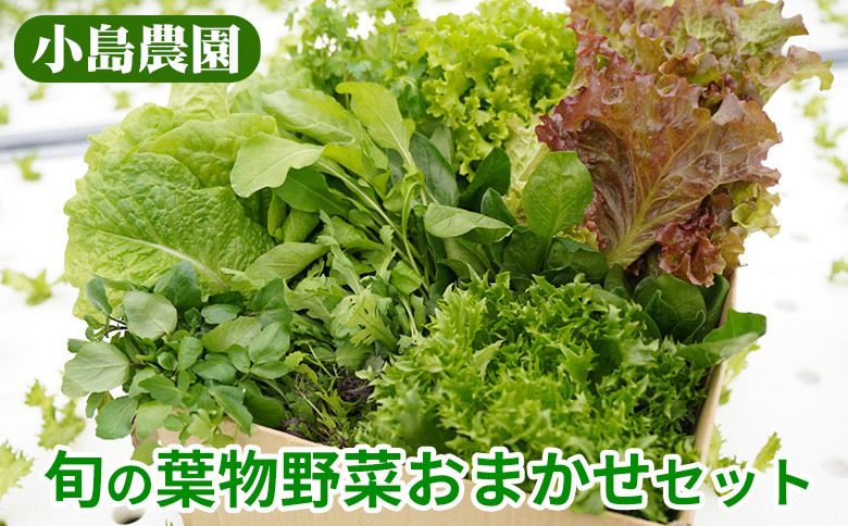 
                  野菜 詰め合わせ リーフレタス サラダ 7種 京都 丹波産 新鮮 旬の葉物野菜セット 小島農園《農薬不使用 京野菜 亀岡産 季節の野菜 産地直送 ふるさと納税野菜》
                