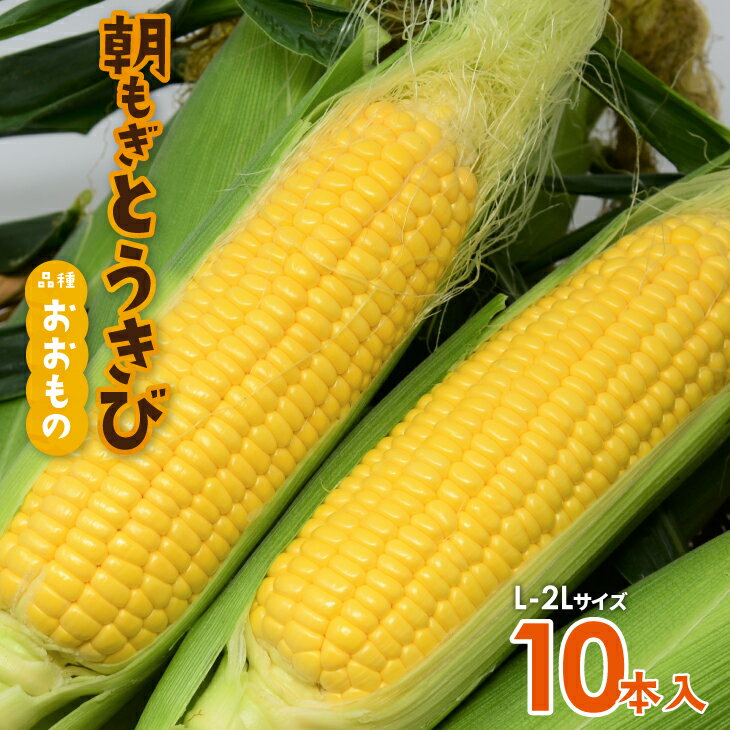 【ふるさと納税】【先行予約受付中！】北海道浦河産 朝もぎとうもろこし「おおもの」10本入[24-1393]※離島・沖縄県発送不可※ 北海道 浦河 ふるさと納税 スイートコーン とうもろこし とうきび 農家直送 甘い 旬 送料無料