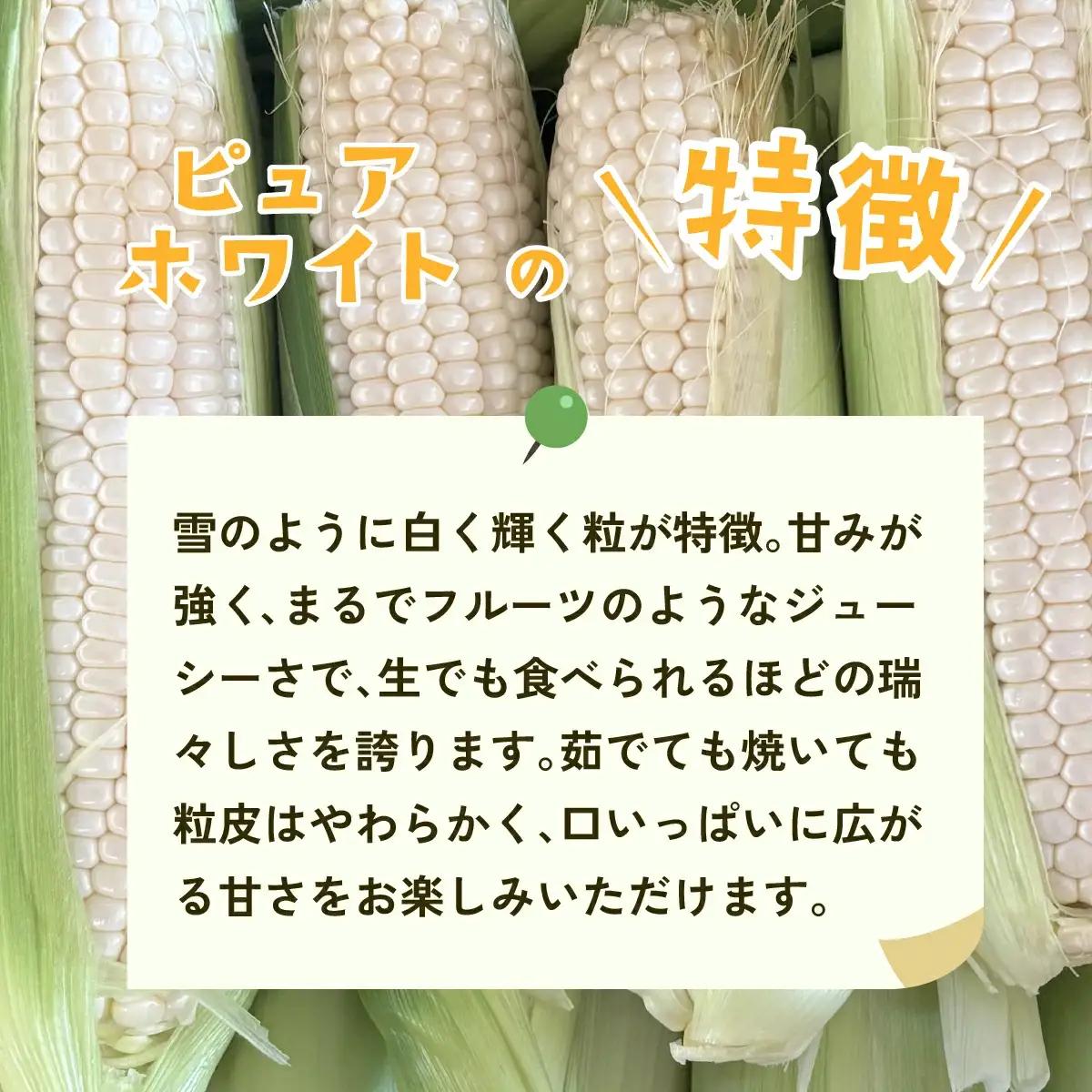 とうもろこし ピュアホワイト 約6kg 茨城県産 トウモロコシ 訳あり