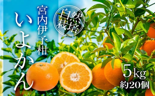 宮内 伊予柑 いよかん 5kg (約20個) 自然栽培 【先行予約 2026年1月中旬ごろ発送】 | 伊予柑 ミカン 柑橘 みかん 期間限定 フルーツ 果物 果実 愛媛県産 愛媛 松山 農薬不使用