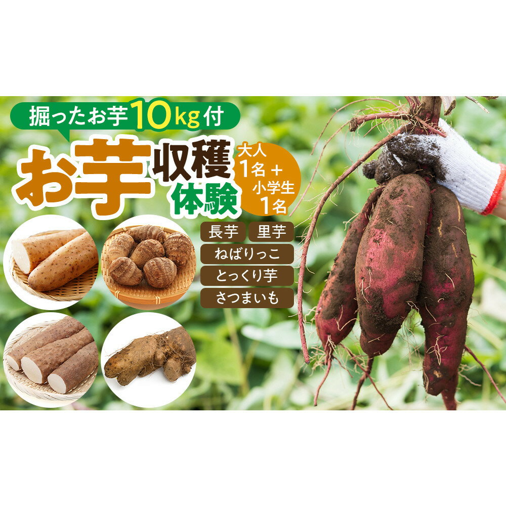 【ふるさと納税】1285.【要予約 親子用（大人1名様+小学生1名様）】北栄町 お芋収穫体験　長芋・ねばりっこ・とっくり芋・里芋・さつまいも　掘ったお芋5kg×2名様分付き